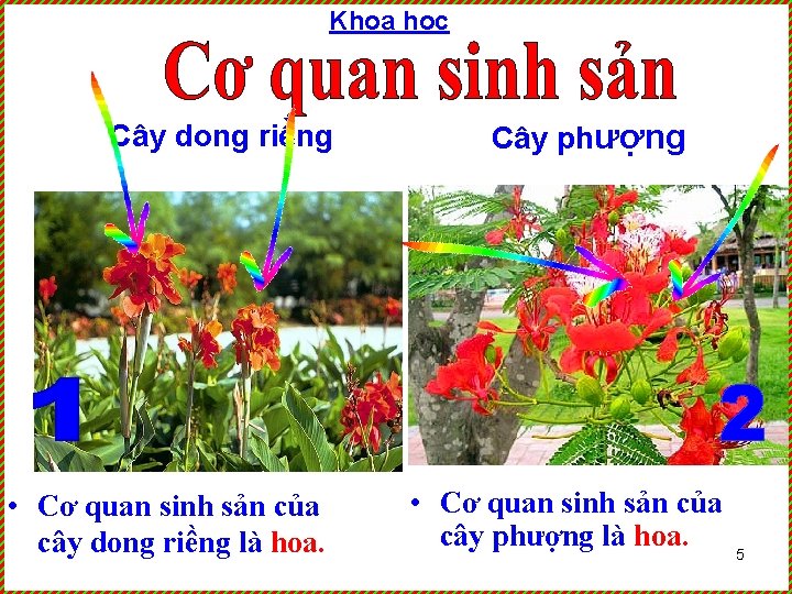 Khoa học Cây dong riềng • Cơ quan sinh sản của cây dong riềng