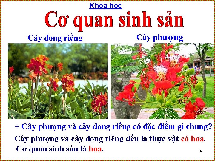 Khoa học Cây dong riềng Cây phượng + Cây phượng và cây dong riềng