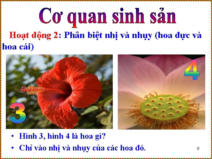 Hoạt động 2: Phân biệt nhị và nhụy (hoa đực và hoa cái) •