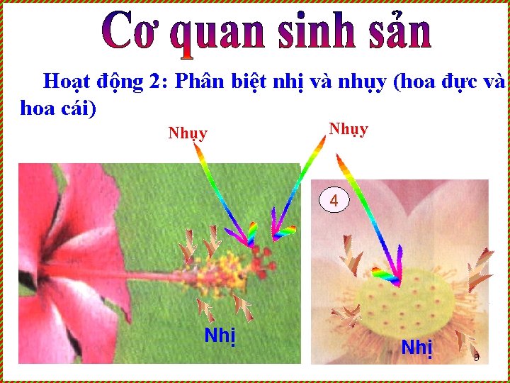 Hoạt động 2: Phân biệt nhị và nhụy (hoa đực và hoa cái) Nhụy