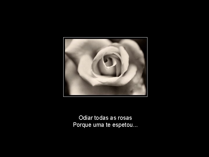 Odiar todas as rosas Porque uma te espetou. . . 