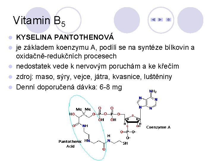 Vitamin B 5 l l l KYSELINA PANTOTHENOVÁ je základem koenzymu A, podílí se