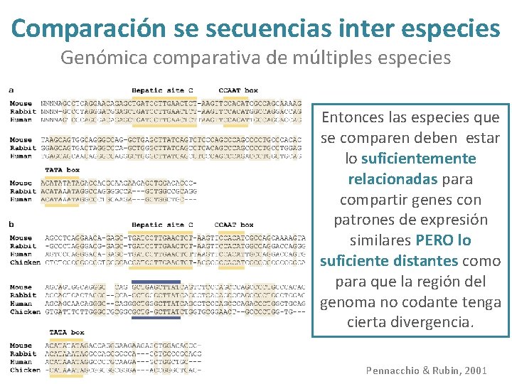 Comparación se secuencias inter especies Genómica comparativa de múltiples especies Entonces las especies que