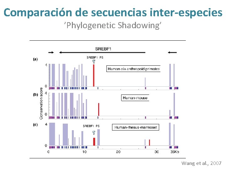 Comparación de secuencias inter-especies ’Phylogenetic Shadowing’ Wang et al. , 2007 
