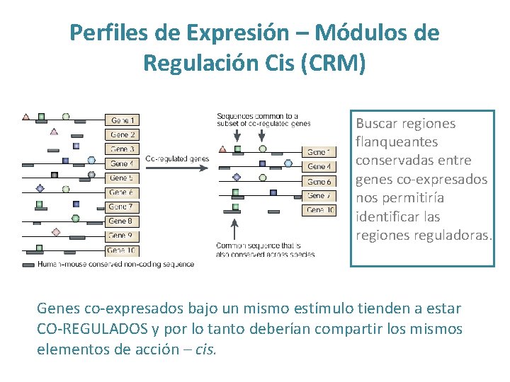 Perfiles de Expresión – Módulos de Regulación Cis (CRM) Buscar regiones flanqueantes conservadas entre