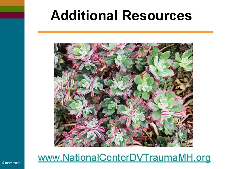 Additional Resources ©ncdvtmh www. National. Center. DVTrauma. MH. org 