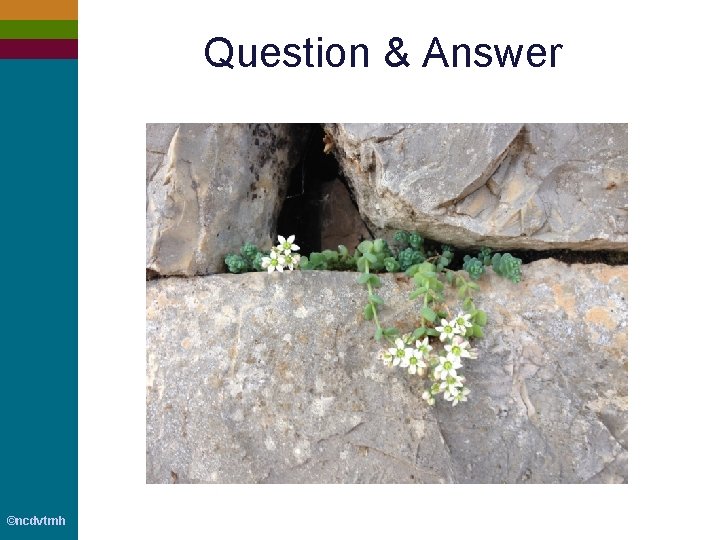 Question & Answer ©ncdvtmh 