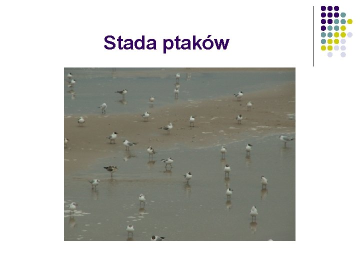 Stada ptaków Stada ptaków