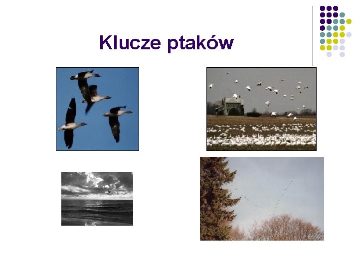 Klucze ptaków 