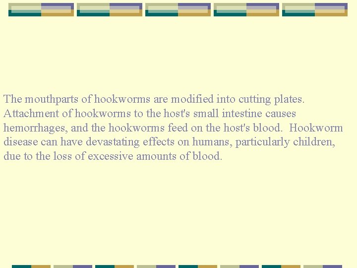 The mouthparts of hookworms are modified into cutting plates. Attachment of hookworms to the