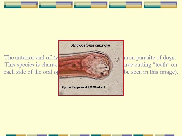 The anterior end of Ancylostoma caninum, a common parasite of dogs. This species is