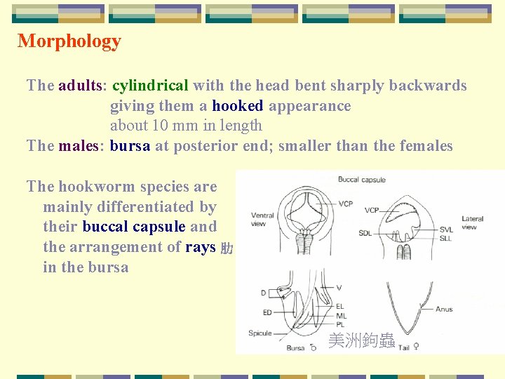 Morphology The adults: cylindrical with the head bent sharply backwards giving them a hooked