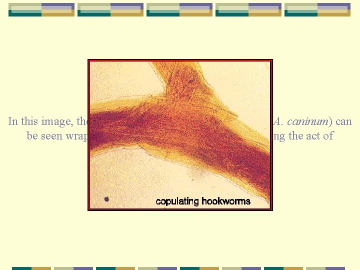 In this image, the bursa of the male canine hookworm (A. caninum) can be