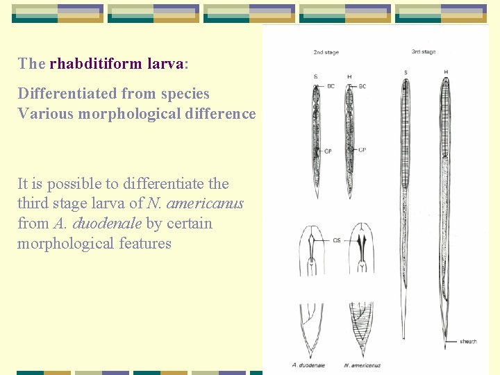 The rhabditiform larva: Differentiated from species Various morphological difference It is possible to differentiate