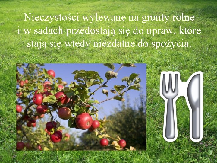 Nieczystości wylewane na grunty rolne i w sadach przedostają się do upraw, które stają