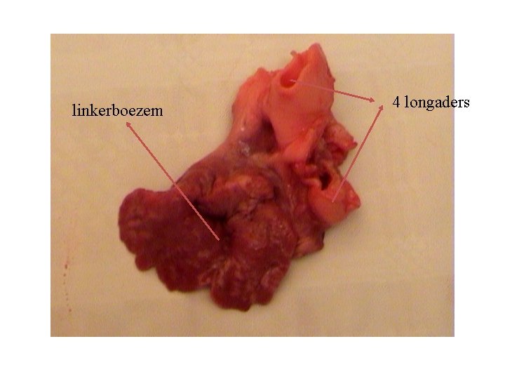 linkerboezem 4 longaders 