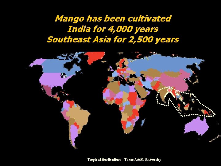 Mango has been cultivated India for 4, 000 years Southeast Asia for 2, 500