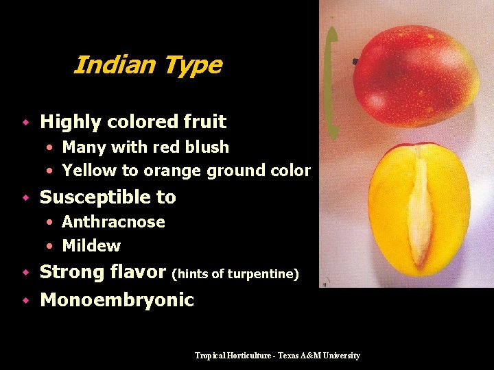 Indian Type w Highly colored fruit • Many with red blush • Yellow to