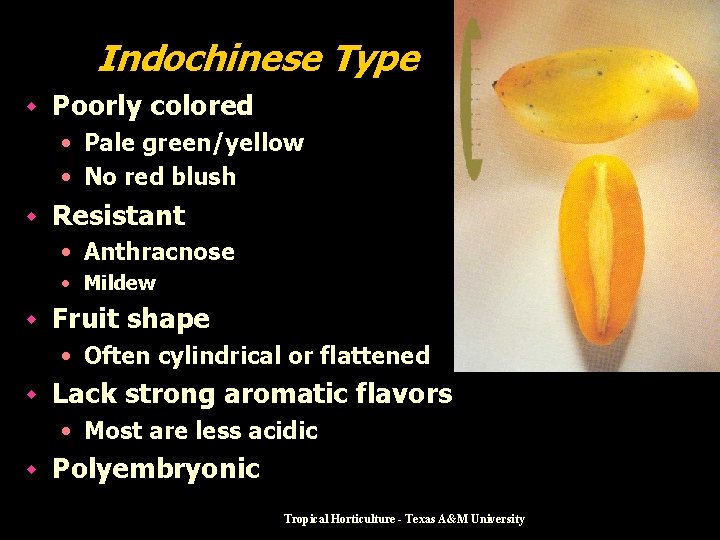 Indochinese Type w Poorly colored • Pale green/yellow • No red blush w Resistant
