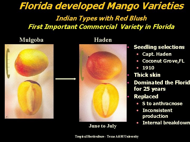 Florida developed Mango Varieties Indian Types with Red Blush First Important Commercial Variety in