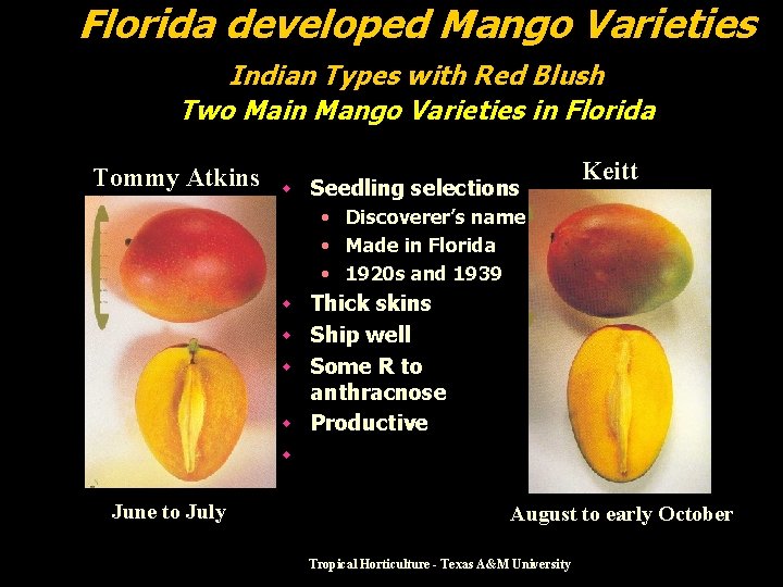Florida developed Mango Varieties Indian Types with Red Blush Two Main Mango Varieties in