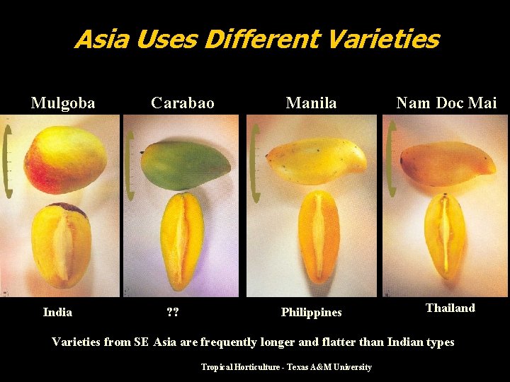Asia Uses Different Varieties Mulgoba India Carabao ? ? Manila Philippines Nam Doc Mai