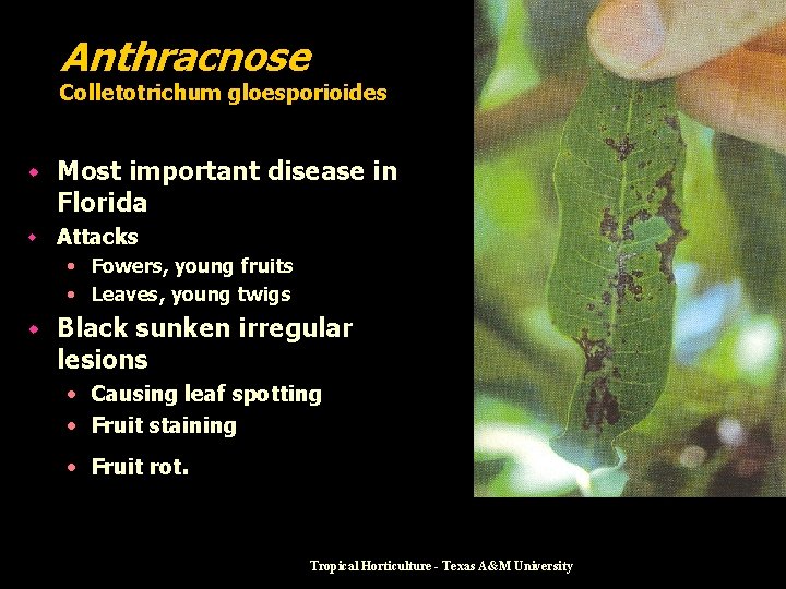 Anthracnose Colletotrichum gloesporioides w Most important disease in Florida w Attacks • Fowers, young