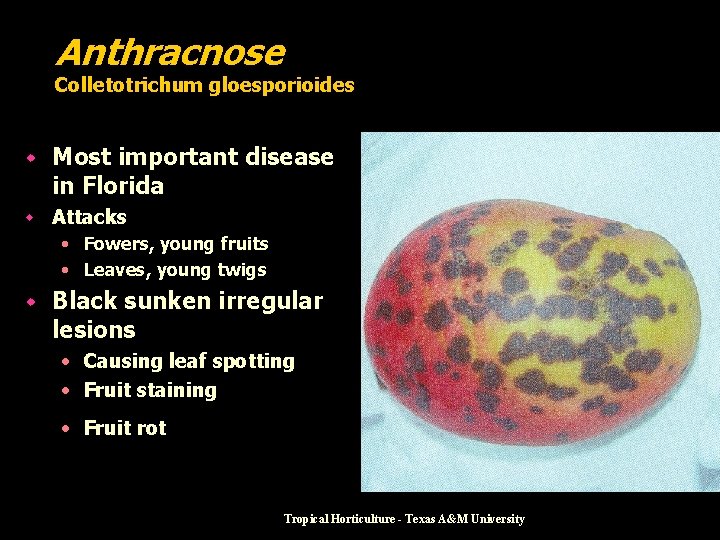Anthracnose Colletotrichum gloesporioides w Most important disease in Florida w Attacks • Fowers, young