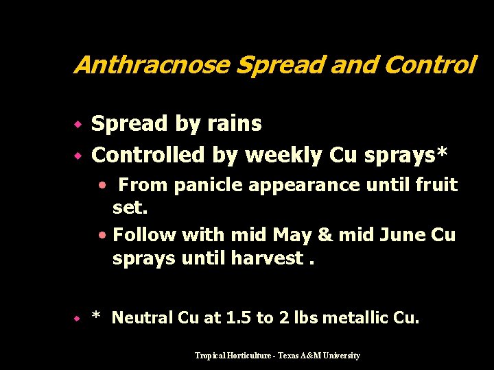 Anthracnose Spread and Control Spread by rains w Controlled by weekly Cu sprays* w
