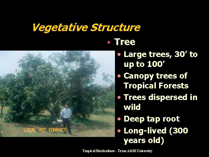 Vegetative Structure w Tree • Large trees, 30’ to up to 100’ • Canopy