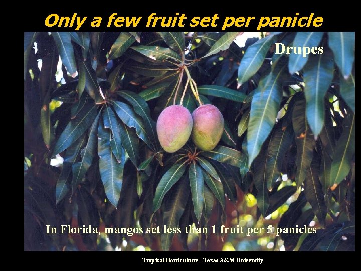 Only a few fruit set per panicle Drupes In Florida, mangos set less than