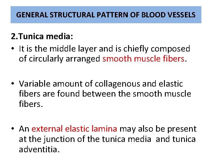 GENERAL STRUCTURAL PATTERN OF BLOOD VESSELS 2. Tunica media: • It is the middle