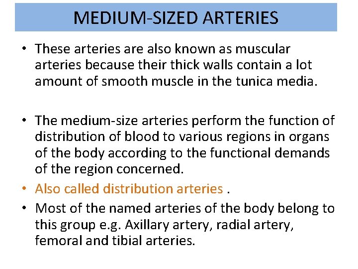 MEDIUM-SIZED ARTERIES • These arteries are also known as muscular arteries because their thick