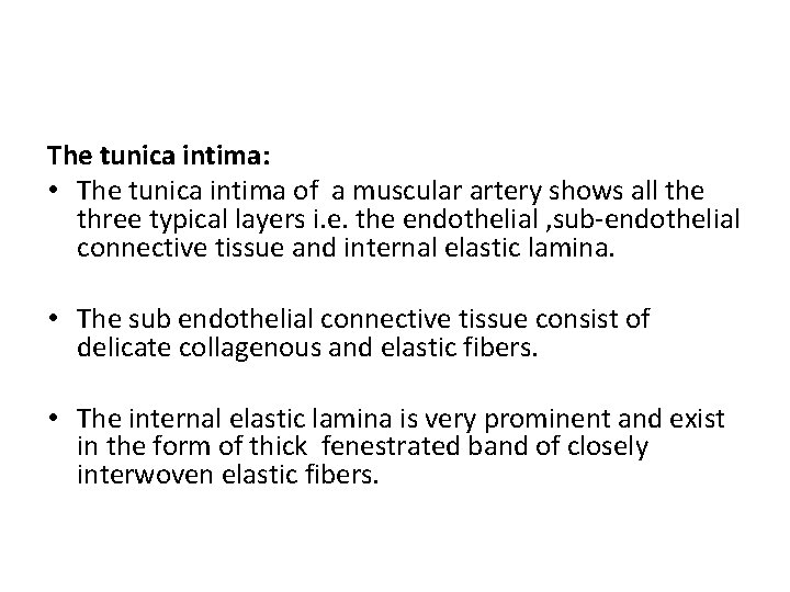 The tunica intima: • The tunica intima of a muscular artery shows all the