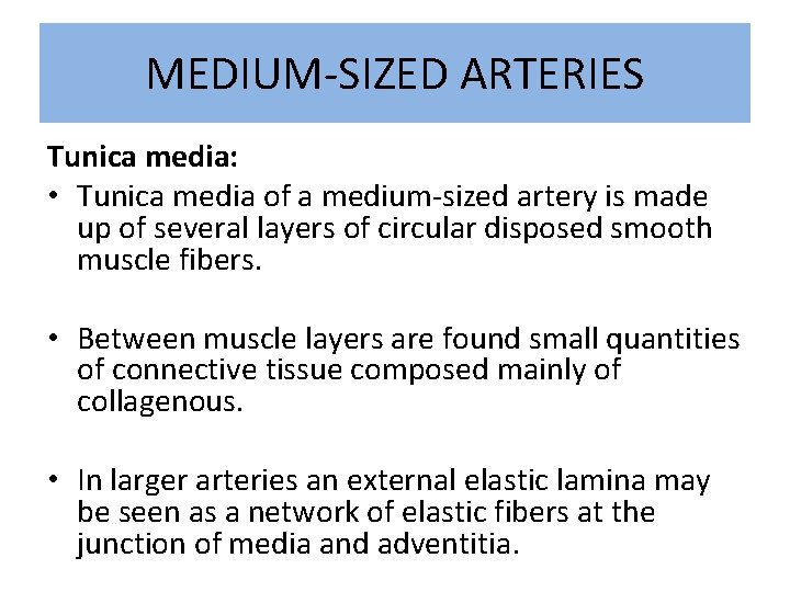 MEDIUM-SIZED ARTERIES Tunica media: • Tunica media of a medium-sized artery is made up