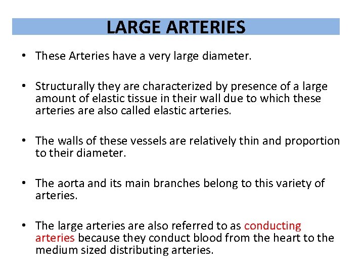 LARGE ARTERIES • These Arteries have a very large diameter. • Structurally they are