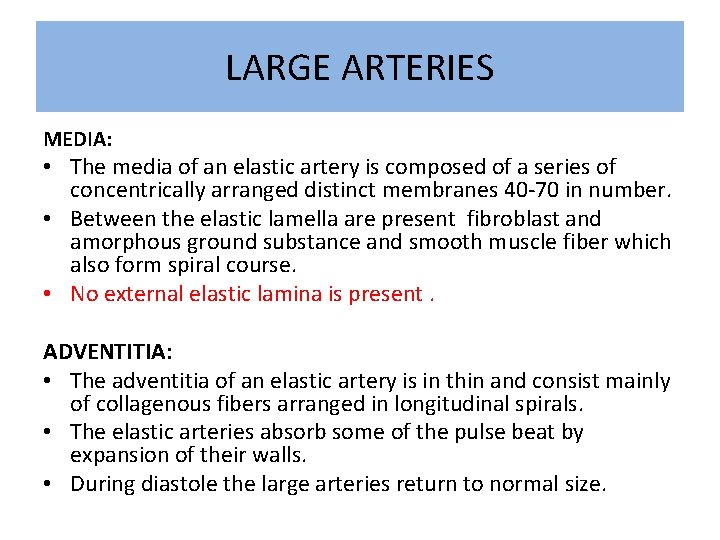 LARGE ARTERIES MEDIA: • The media of an elastic artery is composed of a