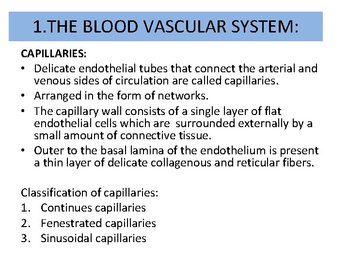 1. THE BLOOD VASCULAR SYSTEM: CAPILLARIES: • Delicate endothelial tubes that connect the arterial