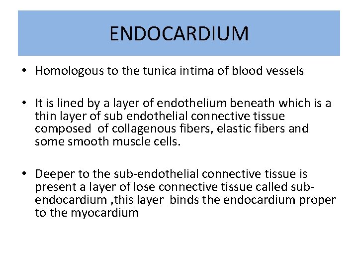 ENDOCARDIUM • Homologous to the tunica intima of blood vessels • It is lined