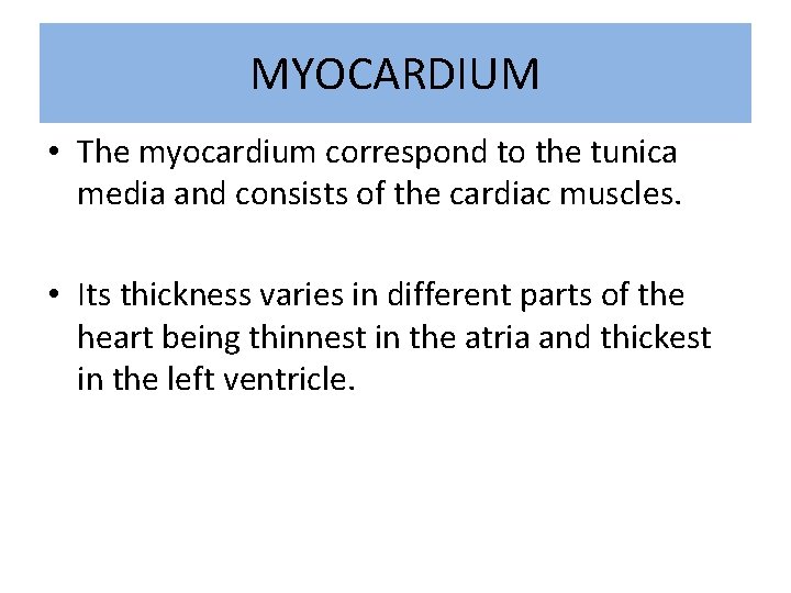 MYOCARDIUM • The myocardium correspond to the tunica media and consists of the cardiac
