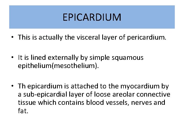 EPICARDIUM • This is actually the visceral layer of pericardium. • It is lined