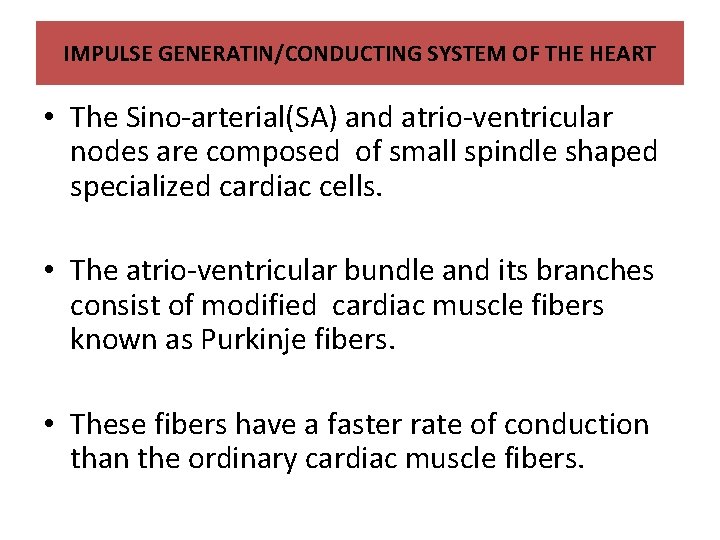 IMPULSE GENERATIN/CONDUCTING SYSTEM OF THE HEART • The Sino-arterial(SA) and atrio-ventricular nodes are composed