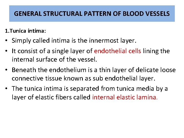 GENERAL STRUCTURAL PATTERN OF BLOOD VESSELS 1. Tunica intima: • Simply called intima is