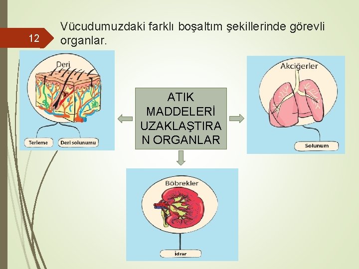 12 Vücudumuzdaki farklı boşaltım şekillerinde görevli organlar. ATIK MADDELERİ UZAKLAŞTIRA N ORGANLAR 