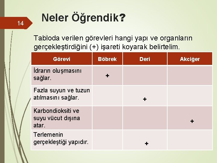 14 Neler Öğrendik? Tabloda verilen görevleri hangi yapı ve organların gerçekleştirdiğini (+) işareti koyarak