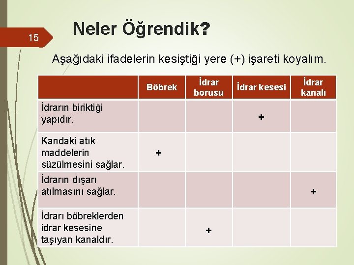 15 Neler Öğrendik? Aşağıdaki ifadelerin kesiştiği yere (+) işareti koyalım. Böbrek İdrar borusu İdrarın