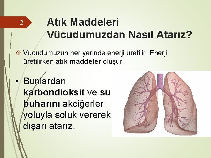 2 Atık Maddeleri Vücudumuzdan Nasıl Atarız? Vücudumuzun her yerinde enerji üretilir. Enerji üretilirken atık