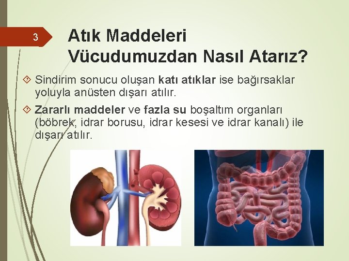 3 Atık Maddeleri Vücudumuzdan Nasıl Atarız? Sindirim sonucu oluşan katı atıklar ise bağırsaklar yoluyla