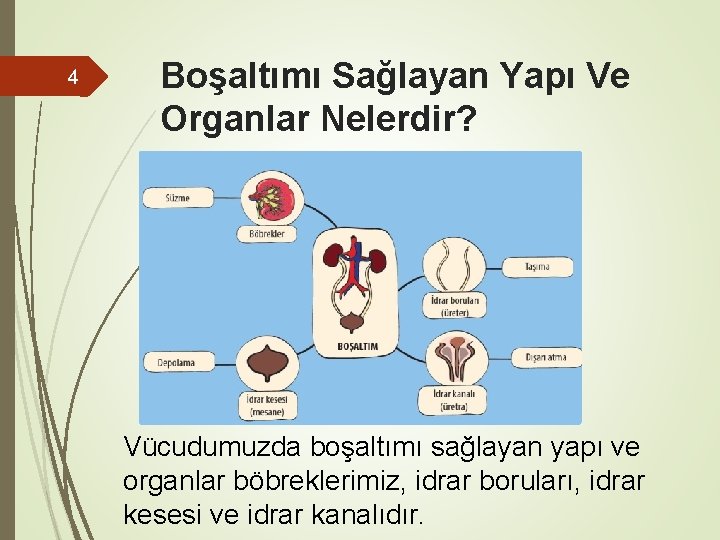 4 Boşaltımı Sağlayan Yapı Ve Organlar Nelerdir? Vücudumuzda boşaltımı sağlayan yapı ve organlar böbreklerimiz,