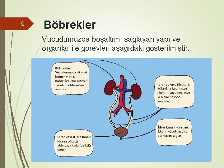 9 Böbrekler Vücudumuzda boşaltımı sağlayan yapı ve organlar ile görevleri aşağıdaki gösterilmiştir. 